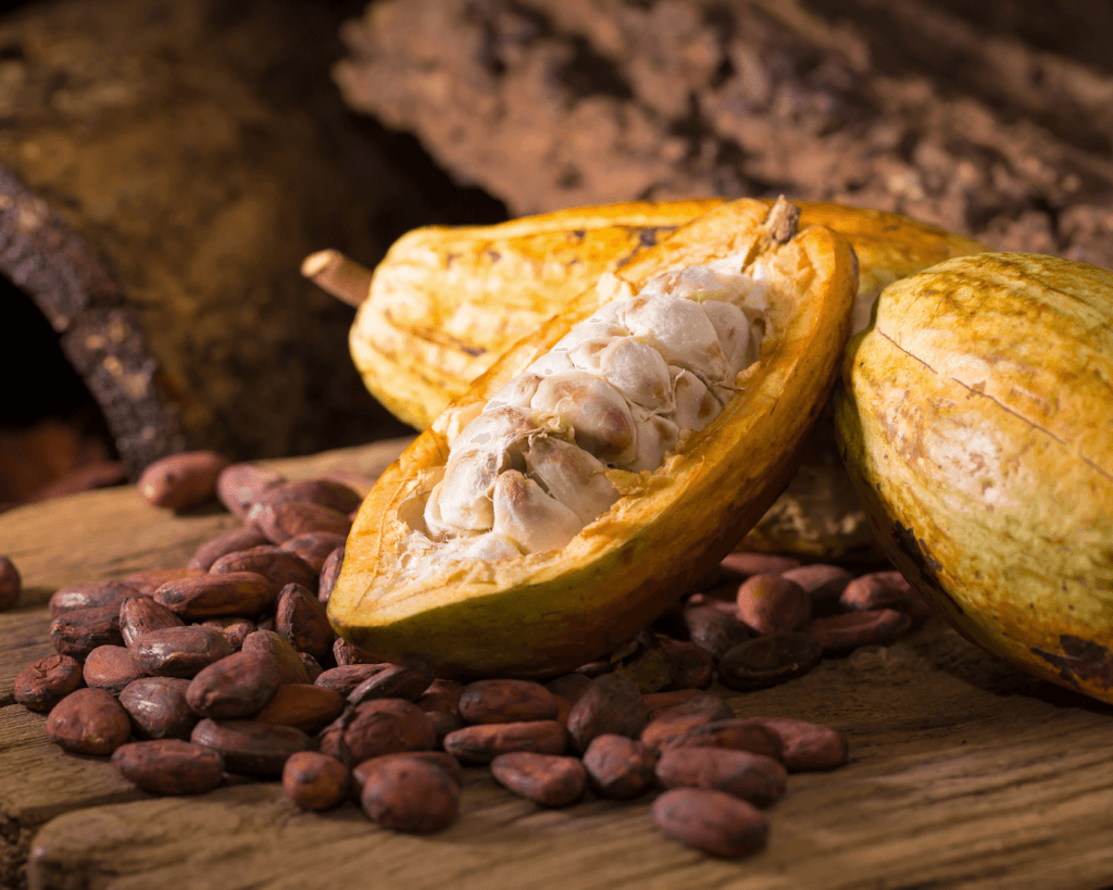 Ça vient d'où le chocolat? - Choco de Léa